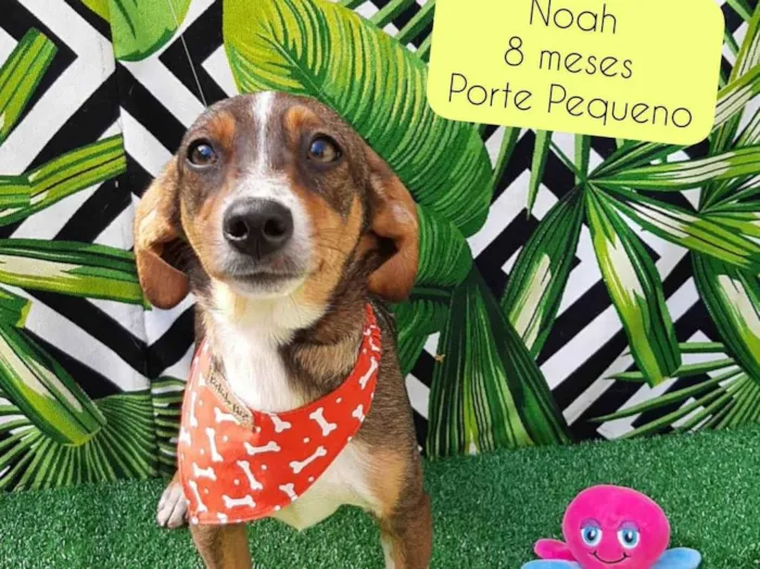 Cachorro raça SRD-ViraLata idade 7 a 11 meses nome Noah