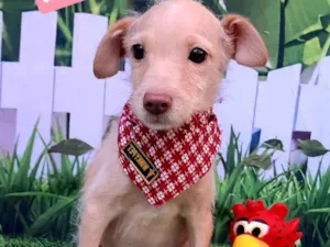 Cachorro raça SRD-ViraLata idade 2 a 6 meses nome Heitor