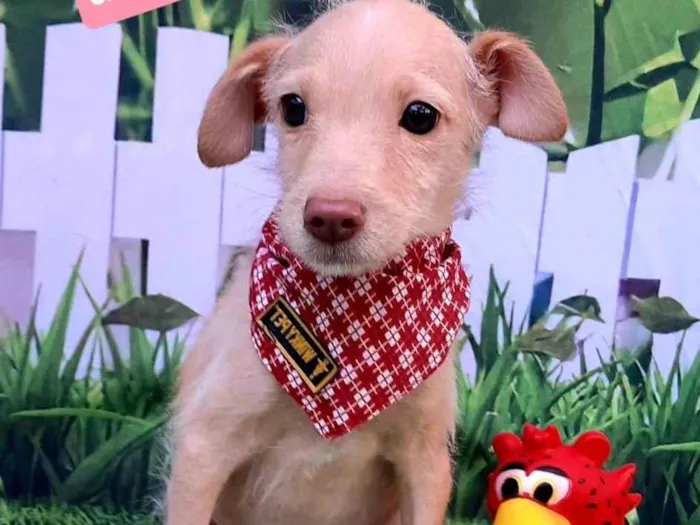 Cachorro raça SRD-ViraLata idade 2 a 6 meses nome Heitor