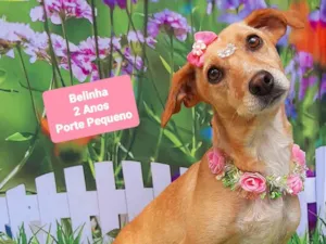 Cachorro raça SRD-ViraLata idade 2 anos nome Belinha