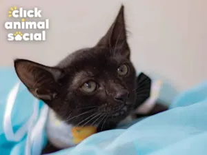 Gato raça SRD-ViraLata idade 2 a 6 meses nome Black