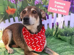 Cachorro raça SRD-ViraLata idade 3 anos nome Samuca
