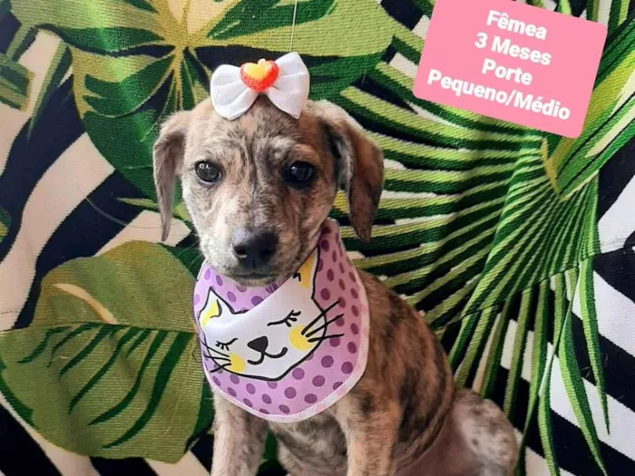 Cachorro raça SRD-ViraLata idade 2 a 6 meses nome Elisa