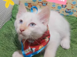 Gato raça SRD-ViraLata idade 2 a 6 meses nome Filipe 