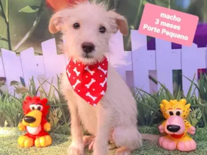Cachorro raça SRD-ViraLata idade 2 a 6 meses nome Guga