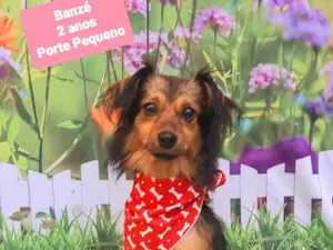 Cachorro raça SRD-ViraLata idade 2 anos nome Banzé