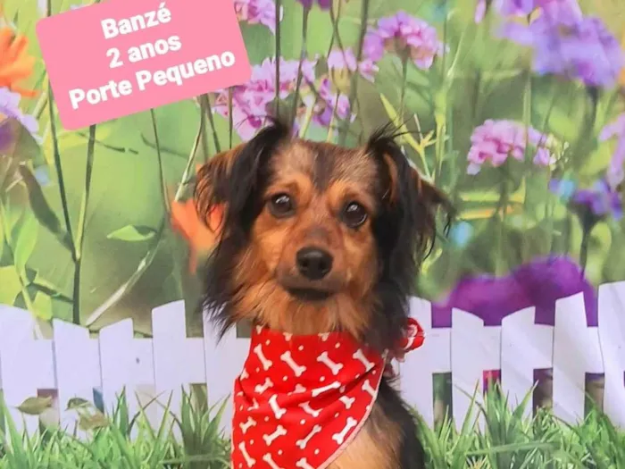 Cachorro raça SRD-ViraLata idade 2 anos nome Banzé