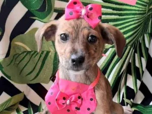 Cachorro raça SRD-ViraLata idade 2 a 6 meses nome Eloiza 