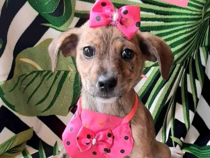 Cachorro raça SRD-ViraLata idade 2 a 6 meses nome Eloiza 