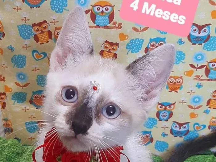 Gato raça SRD-ViraLata idade 2 a 6 meses nome Duda