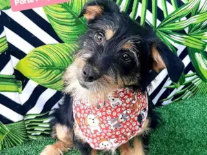 Cachorro raça SRD-ViraLata idade 1 ano nome Bebezão