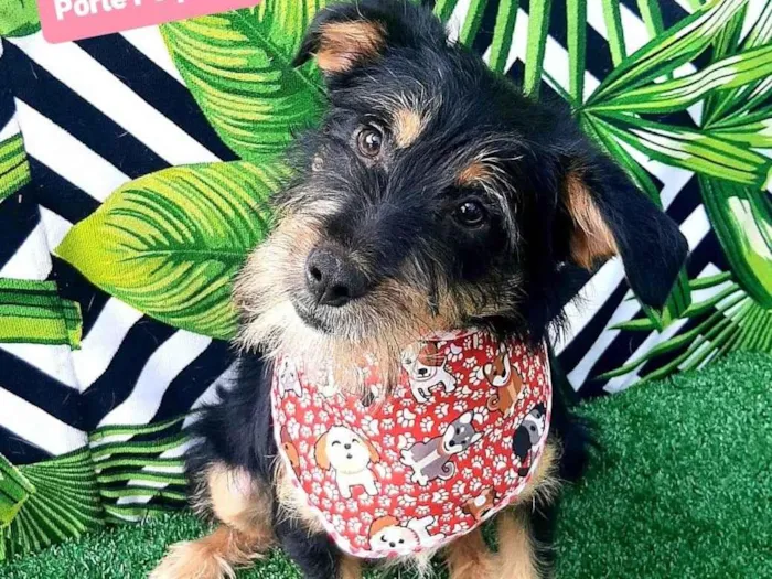 Cachorro raça SRD-ViraLata idade 1 ano nome Bebezão