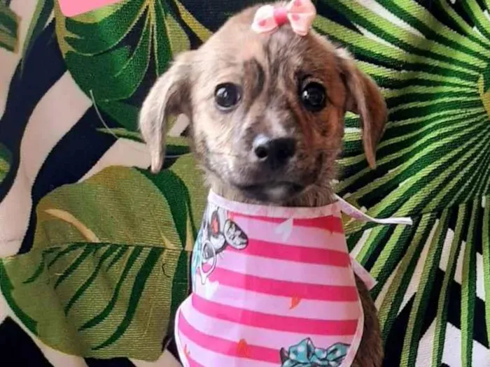 Cachorro raça SRD-ViraLata idade 2 a 6 meses nome Isabela