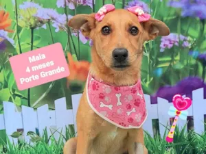 Cachorro raça SRD-ViraLata idade 2 a 6 meses nome Maiaaaa