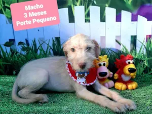 Cachorro raça SRD-ViraLata idade 2 a 6 meses nome Edy
