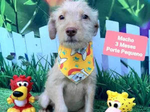 Cachorro raça SRD-ViraLata idade 2 a 6 meses nome Zeca