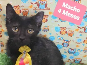Gato raça SRD-ViraLata idade 2 a 6 meses nome Black 