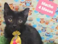 Gato raça SRD-ViraLata idade 2 a 6 meses nome Black 