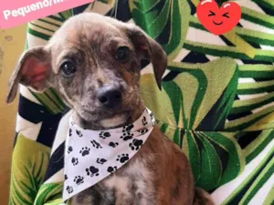 Cachorro raça SRD-ViraLata idade 2 a 6 meses nome Lucas