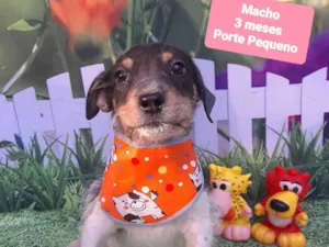 Cachorro raça SRD-ViraLata idade 2 a 6 meses nome Thor