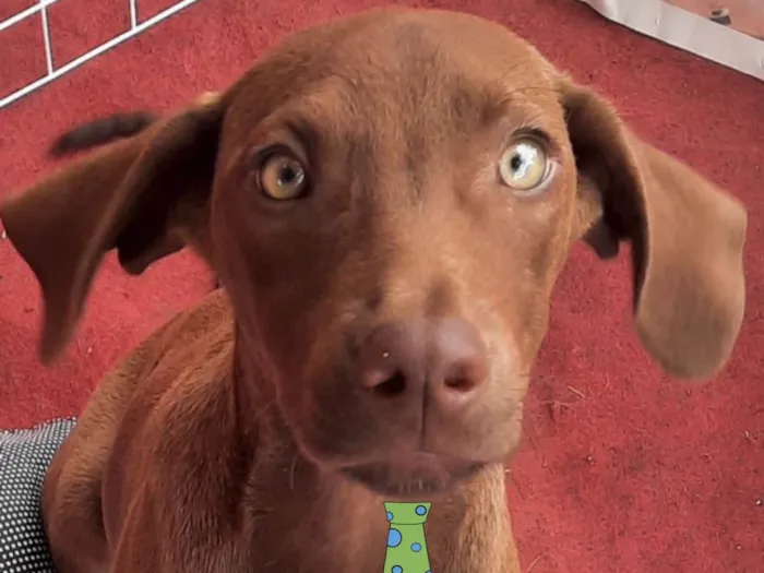 Cachorro ra a Mestico  idade 2 a 6 meses nome Chocolate 