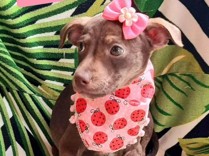 Cachorro raça SRD-ViraLata idade 2 a 6 meses nome Luluca