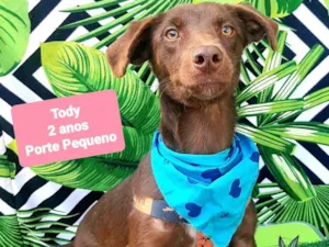 Cachorro raça SRD-ViraLata idade 2 anos nome Tody 