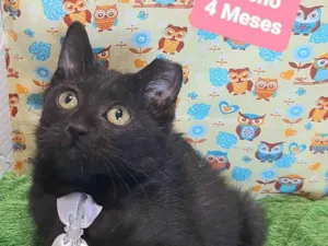 Gato raça SRD-ViraLata idade 2 a 6 meses nome Yuri