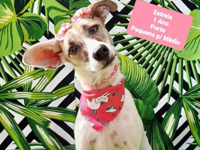 Cachorro raça SRD-ViraLata idade 1 ano nome Estrela