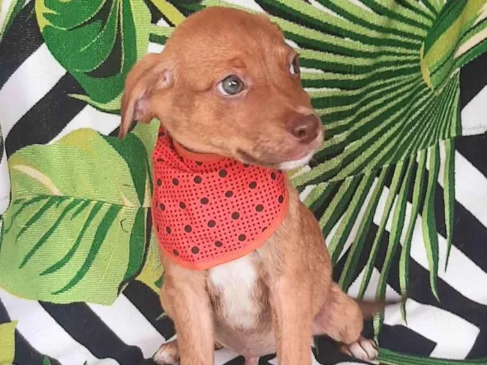 Cachorro raça SRD-ViraLata idade 2 a 6 meses nome Teozinho 