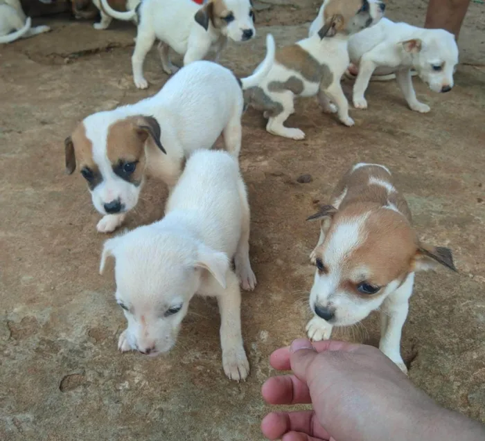 Cachorro ra a SRD-ViraLata idade Abaixo de 2 meses nome Não tem