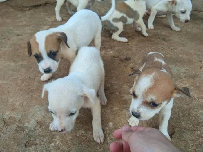 Cachorro ra a SRD-ViraLata idade Abaixo de 2 meses nome Não tem