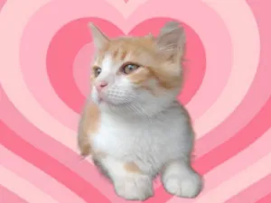 Gato raça SRD-ViraLata idade 2 a 6 meses nome Umi bb2meses lindo 