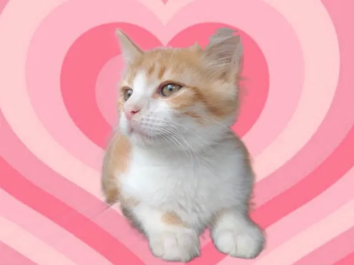 Gato raça SRD-ViraLata idade 2 a 6 meses nome Umi bb2meses lindo 