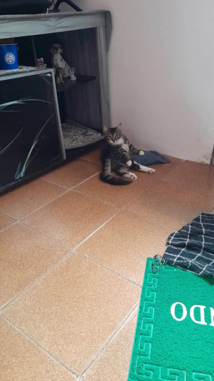 Gato raça SRD-ViraLata idade 2 a 6 meses nome Tigrinho