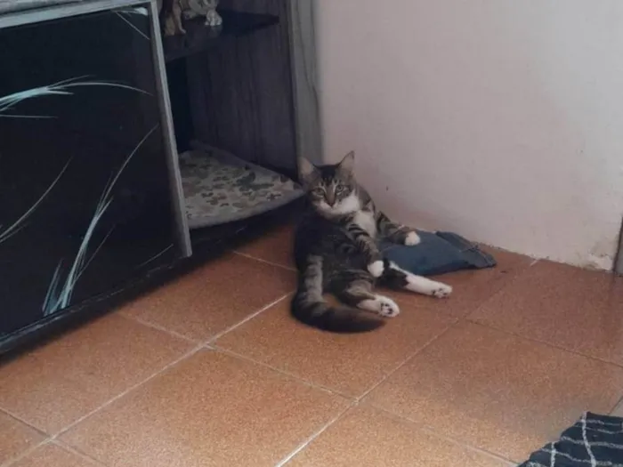 Gato raça SRD-ViraLata idade 2 a 6 meses nome Tigrinho