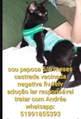 Amora/ peposa manas