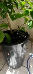 Amora/ peposa manas