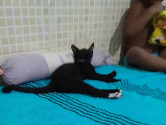 Gato raça SRD-ViraLata idade 2 a 6 meses nome Panterinha