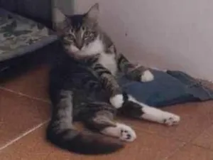 Gato raça SRD-ViraLata idade 2 a 6 meses nome Tigrinho