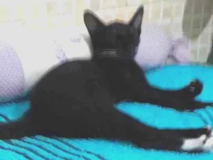 Gato raça SRD-ViraLata idade 2 a 6 meses nome Panterinha