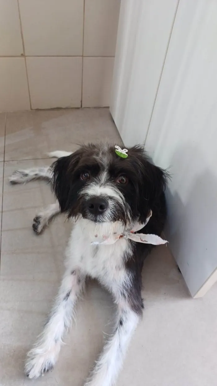 Cachorro ra a SRD-ViraLata idade 1 ano nome FLOQUIM