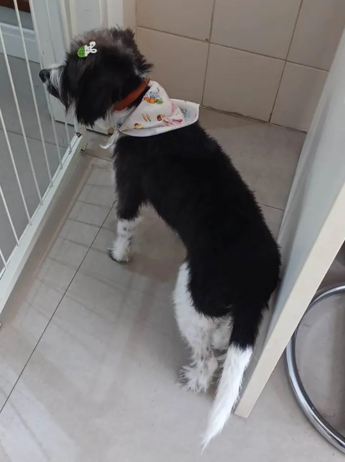 Cachorro ra a SRD-ViraLata idade 1 ano nome FLOQUIM