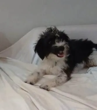 Cachorro ra a SRD-ViraLata idade 1 ano nome FLOQUIM