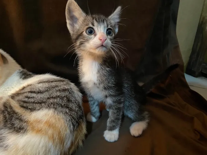 Gato raça SRD-ViraLata idade Abaixo de 2 meses nome Penny