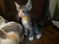 Penny