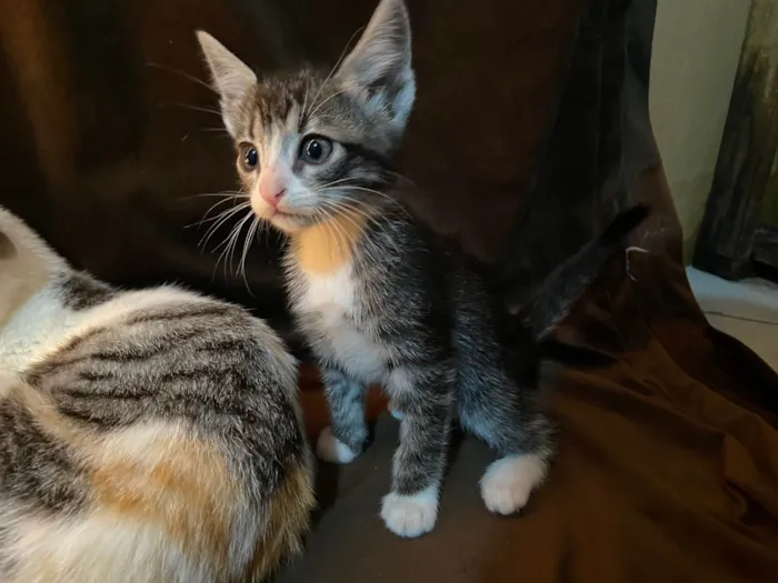 Gato raça SRD-ViraLata idade Abaixo de 2 meses nome Penny