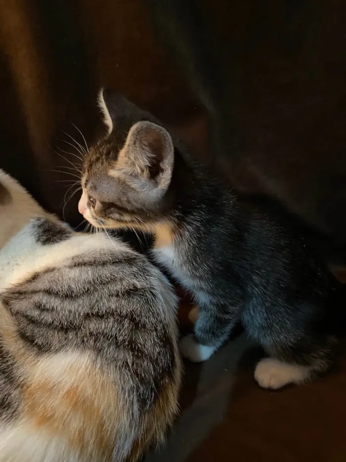 Gato raça SRD-ViraLata idade Abaixo de 2 meses nome Penny