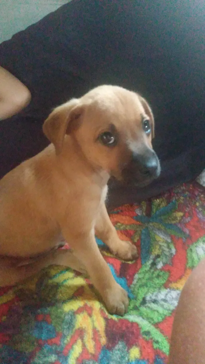 Cachorro ra a SRD-ViraLata idade 2 a 6 meses nome Lina, sonbra, Penélope, bolota 