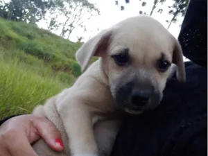 Cachorro raça SRD-ViraLata idade 2 a 6 meses nome Lina, sonbra, Penélope, bolota 